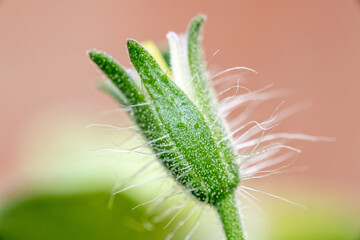 Bright green unopened flower of tomato macro