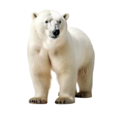 Foto op Canvas big bear isolated on white © Tidarat