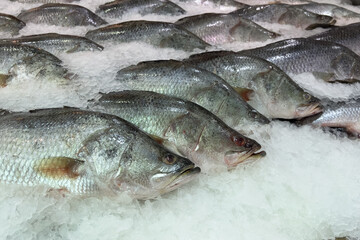 fresh fish on ice in the market