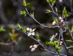 Close-up of the white flowers on a wild plum tree that is blooming on a warm spring day in May with a blurred background.