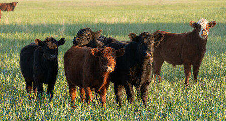 Herd of steers in a green meadow