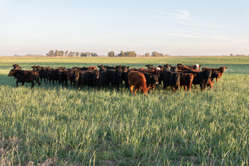 Herd of steers