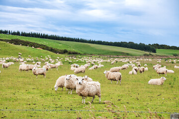 New Zealand rural landscape with free range sheep - obrazy, fototapety, plakaty