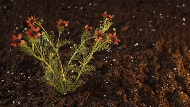 A bush of red flowers grows out of the ground. Spring footage. Fairy story
