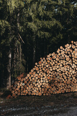 Holzstapel im Wald, dunkle Herbststimmung, Hygge, Regentag 