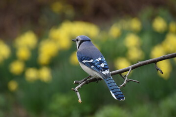 A blue jay in the garden, Sainte-Apolline, Québec, Canada