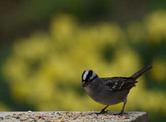 A sparrow at the garden feeder, Sainte-Apolline Québec, Canada
