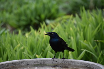 Obraz premium A bronzed blackbird in the garden, Sainte-Apolline, Québec, Canada
