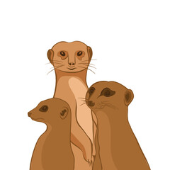 A family of meerkats stand on their hind legs in a white background.