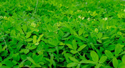 Obraz premium green grass background, green background, background of grass, green leaves background, background of leaves, green plant in the garden, green grass texture