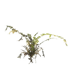 3d illustration of fern plant isolated on transparent background