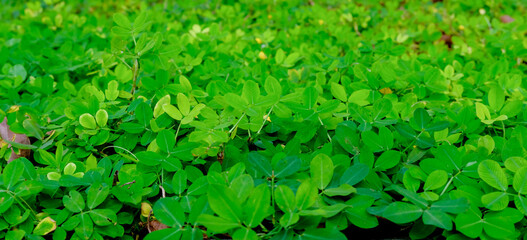 green grass background, green background, background of grass, green leaves background, background of leaves, green plant in the garden, green grass texture