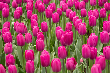 Amazing flowers, tulips, Lisse, Keukenrof, Holland