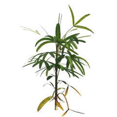 Fototapeta na wymiar 3d illustration of rhapis plant isolated on black background