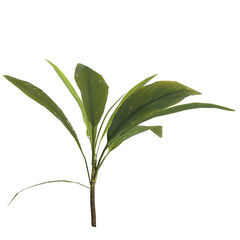 Fototapeta na wymiar 3d illustration of aspidistra elatior plant isolated on transparent background