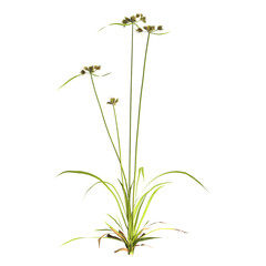 3d illustration of cyperus difformis plant isolated on transparent background