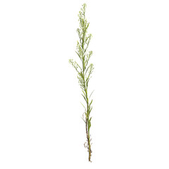 Fototapeta na wymiar 3d illustration of horseweed plant isolated on transparent background