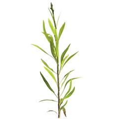 3d illustration of justicia gendarussa plant isolated on transparent background