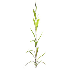 3d illustration of justicia gendarussa plant isolated on transparent background
