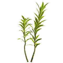 3d illustration of dracaena reflexa plant isolated on transparent background