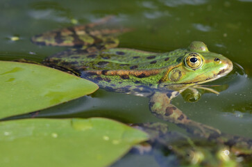 Portrait of an edible frog at the botanical garden in Kassel