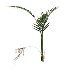 3d illustration of areca palm plant isolated on transparent background