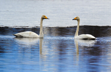 Swans