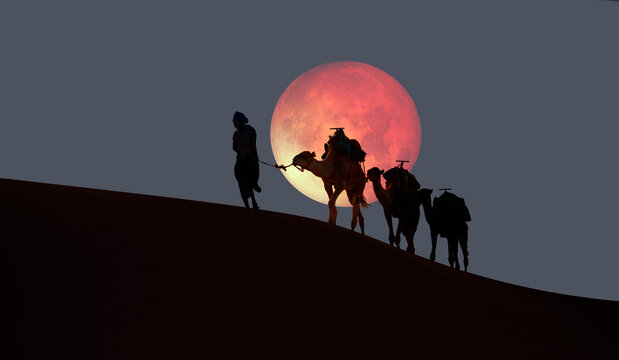 Camel caravan in the desert at sunrise with super full moon -  Sahara, Morrocco "Elements of this image furnished by NASA"