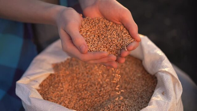 agriculture. farmer holding grain barley wheat close-up slow motion video. agriculture business concept. farmer is going to sow barley grain next soil to bag of grain for sowing crop in agricultural