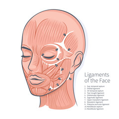 Woman face ligaments muscles scheme portrait vector illustration - obrazy, fototapety, plakaty