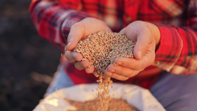 agriculture. farmer holding grain barley wheat close-up slow motion video. agriculture business concept. farmer is going to soil sow barley grain next to bag of grain for sowing crop in agricultural