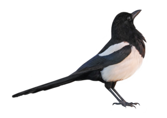 Eurasian Magpie or Common Magpie (Pica pica), isolated on white background