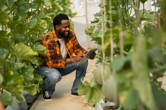 Portrait of of owner african american man business farmer check quality product,agriculture,healthy,fruit,watermelon in greenhouse melon organic farm.Business agriculture technology concept.