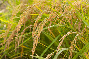 稲穂