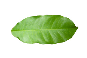 leaf. green leaves isolated on white