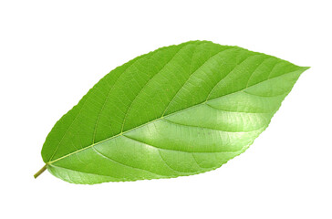 leaf. green leaves isolated on white
