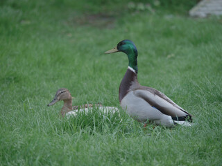 Pair of Mallard Ducks in grass