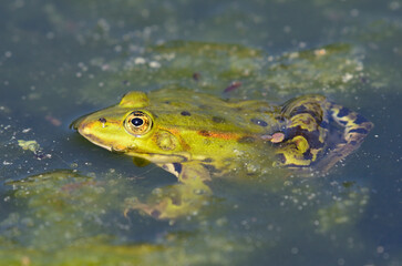 Portrait of an edible frog at the botanical garden in Kassel