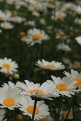 Obraz premium Flower and daisy