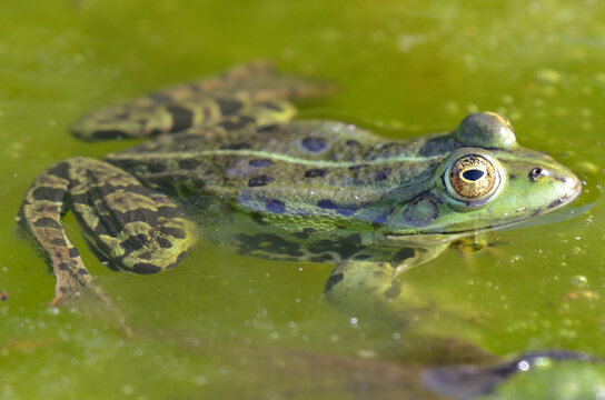 Portrait of an edible frog at the botanical garden in Kassel