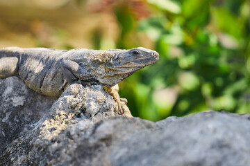 Closeup head of green iguana of the caribbean