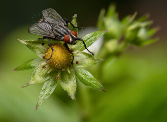 Graue Fleischfliege mit roten Augen auf Erdbeerblüte