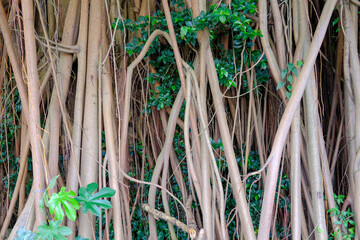 tree trunks and green leaves, close up of trunk and leaves, tree trunk and roots © Fani