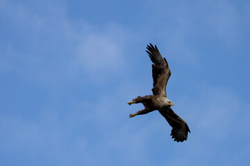 white tailed eagle in norway coast