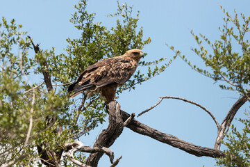 Aigle ravisseur,.Aquila rapax, Tawny Eagle