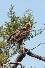 Aigle ravisseur,.Aquila rapax, Tawny Eagle