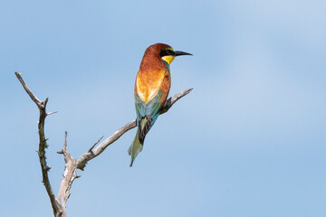 Gu&ecirc;pier d'Europe,.Merops apiaster, European Bee eater