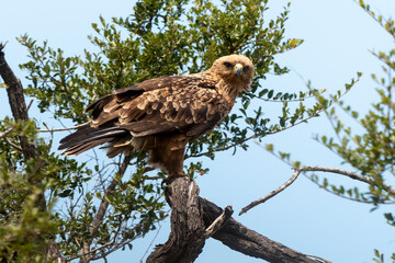 Aigle ravisseur,.Aquila rapax, Tawny Eagle