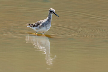 Chevalier culblanc,.Tringa ochropus, Green Sandpiper
