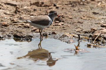 Gravelot à triple collier,.Charadrius tricollaris, Three banded Plover